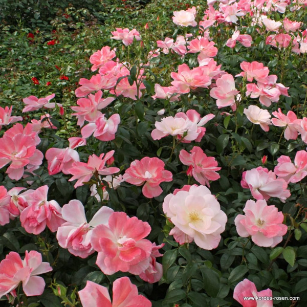 ROSEROMANTIC® ROSEROMANTIC®